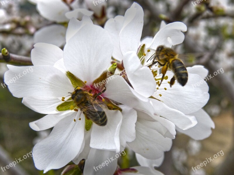 Bees Libar Almond Flower Free Photos