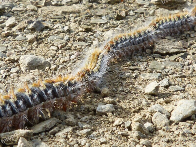 Processionary Caterpillars Row Pine Plague