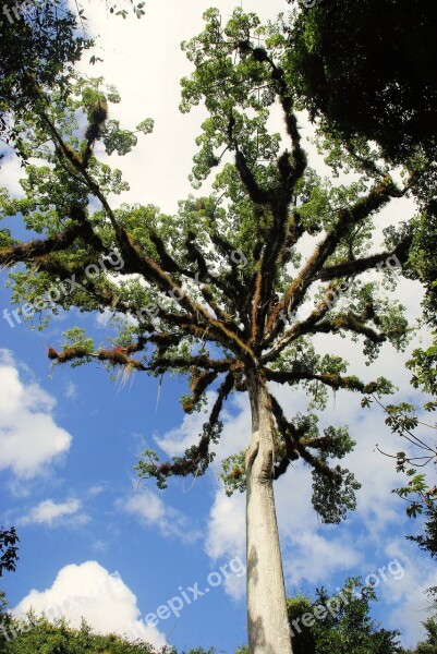 Guatemala Ceibal Rainforest Kapok Tree Epiphytic