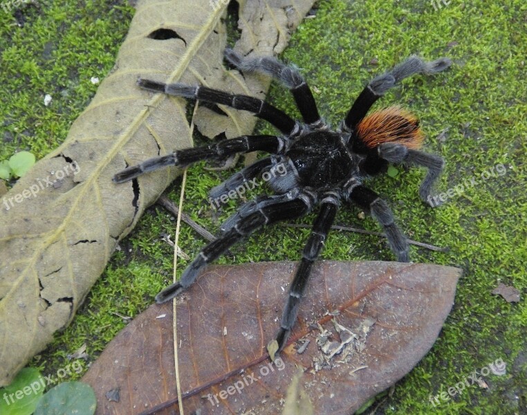 Guatemala Tarantula Spider Selva Virgin Forest