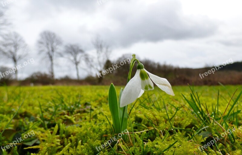 Snowdrop Flower Garden Nature Spring