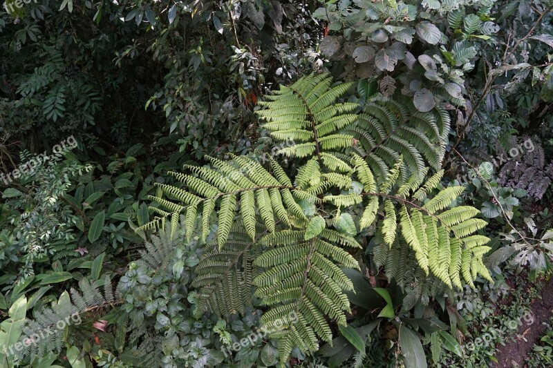 Rainforest Green Costa Rica Nature Tropical