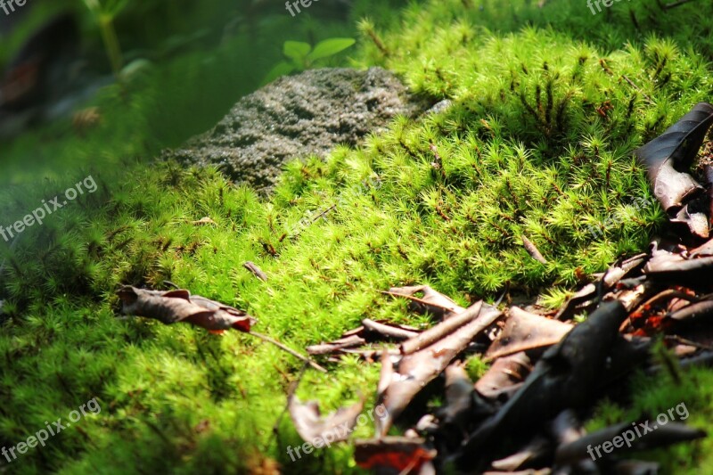 Moss Green Sunlight Pa Nature