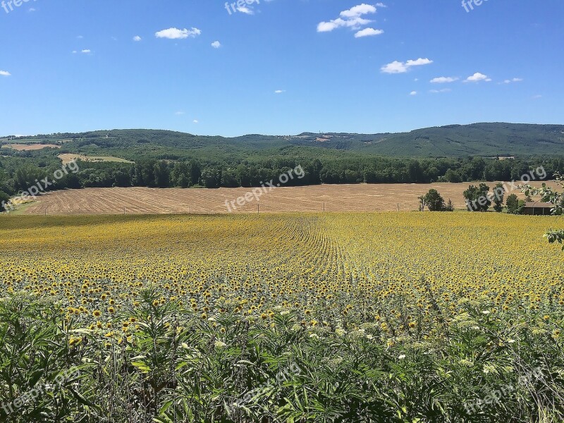 Sunflower Field Yellow Agriculture Plant Free Photos