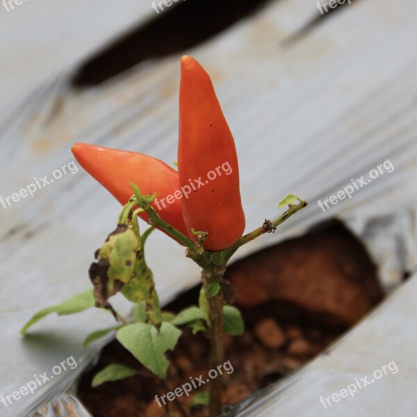 Pepper Healthy Eating Kitchen Free Photos