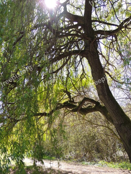 Willow Tree Sunlight Willow Tree Nature