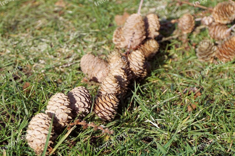 Pine Cones Tap Grass Nature Free Photos