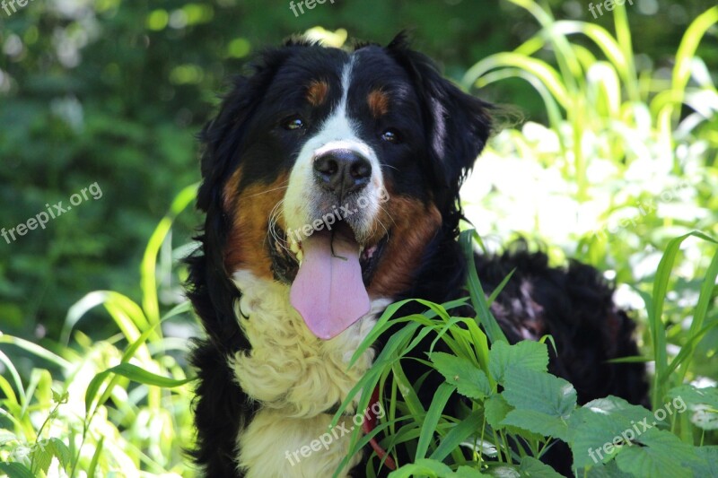 Dog Bernese Mountain Dog Big Dog Nature Animal