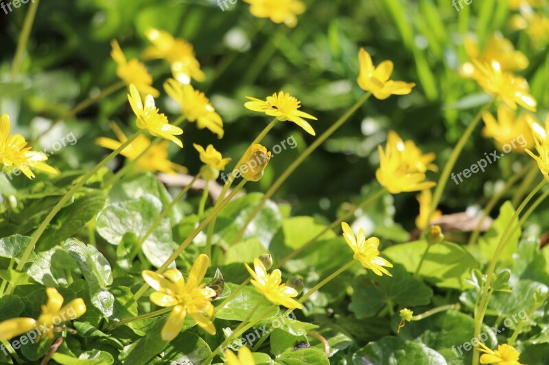 Buttercup Flower Flowers Yellow Spring