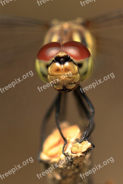 Dragonfly Dragonfly Eyes Insects Red Dragonfly Affix