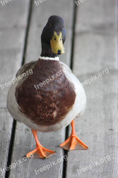 Duck Lake Neusiedl Bird Free Photos