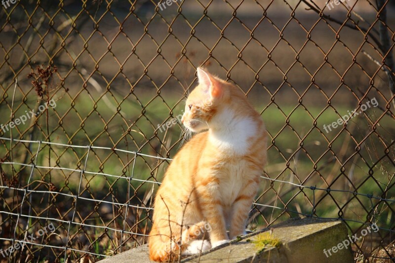 Cat Kitten Mackerel Red Mackerel Tabby Red Cat