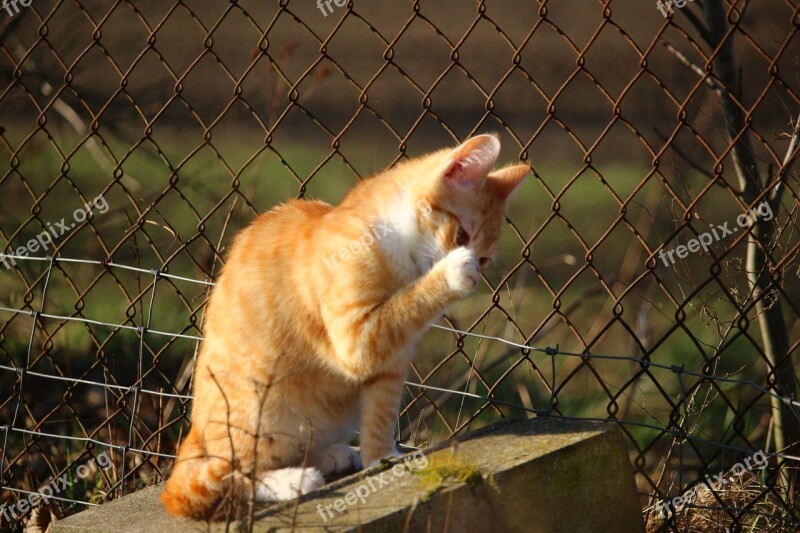 Cat Kitten Mackerel Red Mackerel Tabby Red Cat