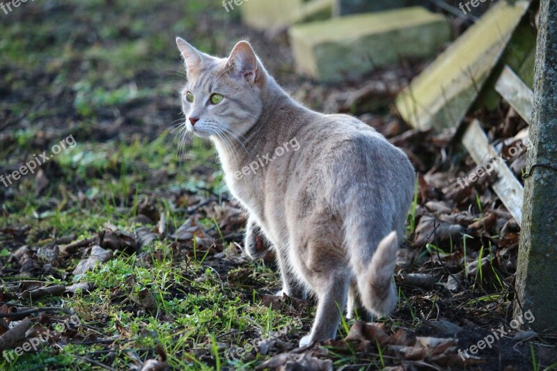 Cat Kitten Mackerel Breed Cat Tiger Cat