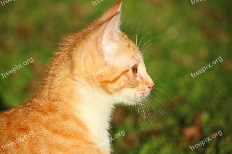 Cat Kitten Red Mackerel Tabby Red Cat Young Cat