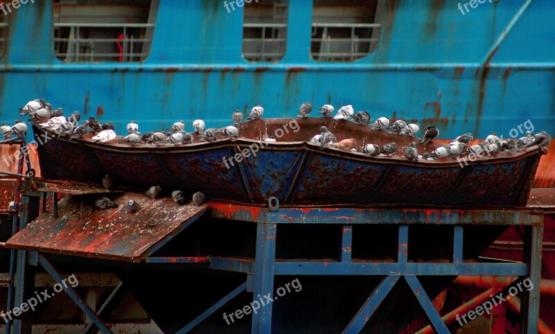 Birds Doves Boat Rust Animals