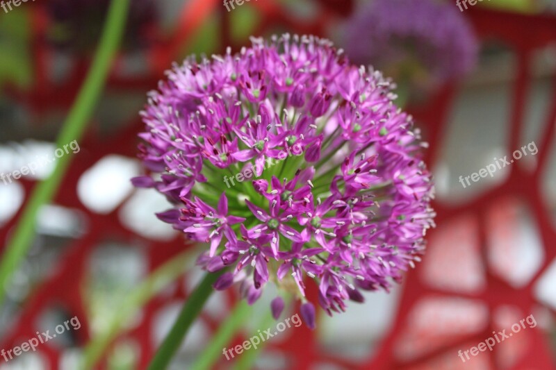 Decorative Garlic Plant Nature Free Photos