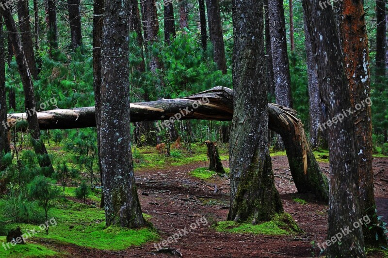 Nature Trees Trunk Tree Bark Landscapes