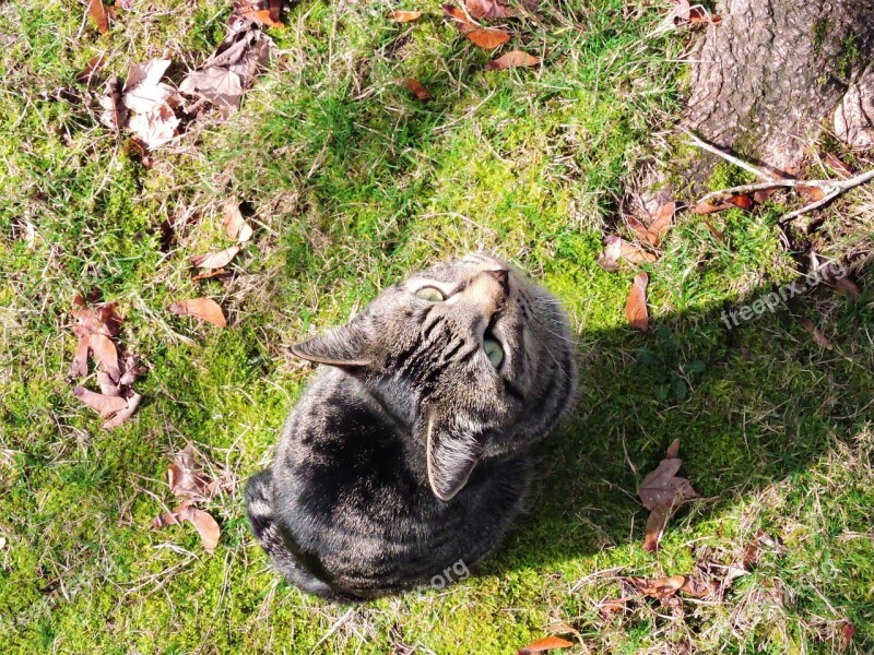 Cat Considering Tree Lawn Animal