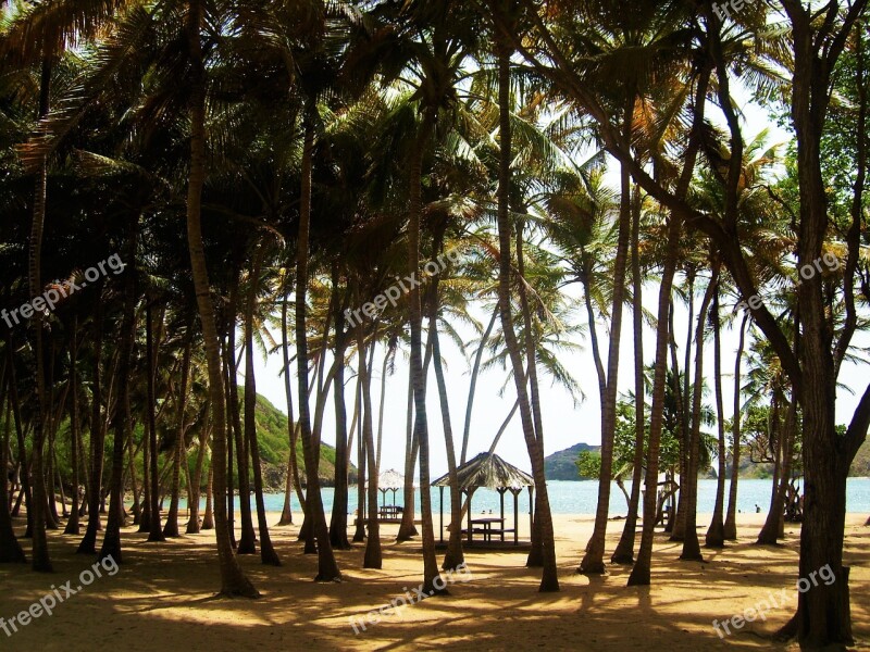 Beach Coconut Palm Coral Exotic