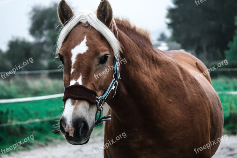 Horse Mare Haflinger Brown Pasture