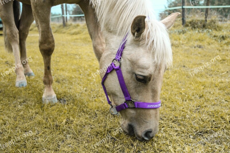 Horse Mare Quarter Horse Dun Pasture