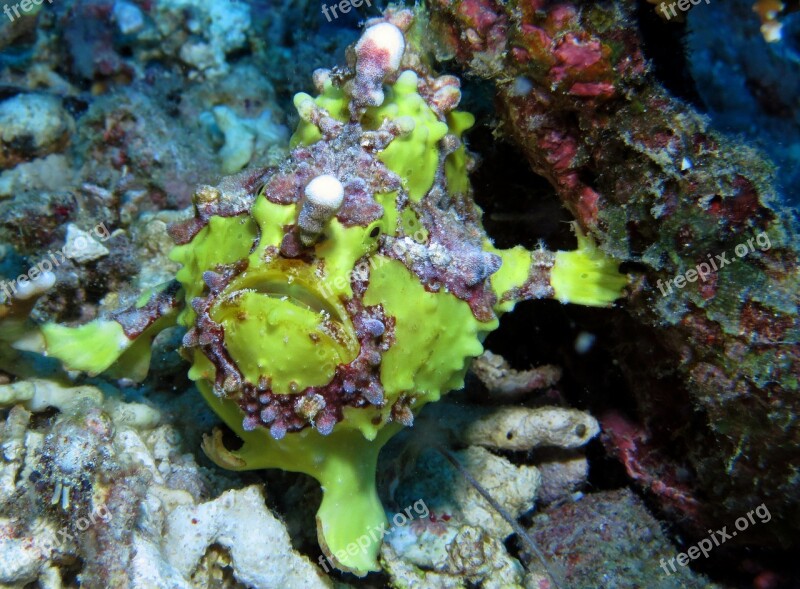 Frog Fish Underwater Scuba Diving Undersea Ocean