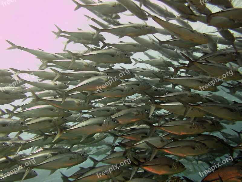 Fish Shoal Underwater Scuba Diving Undersea Ocean