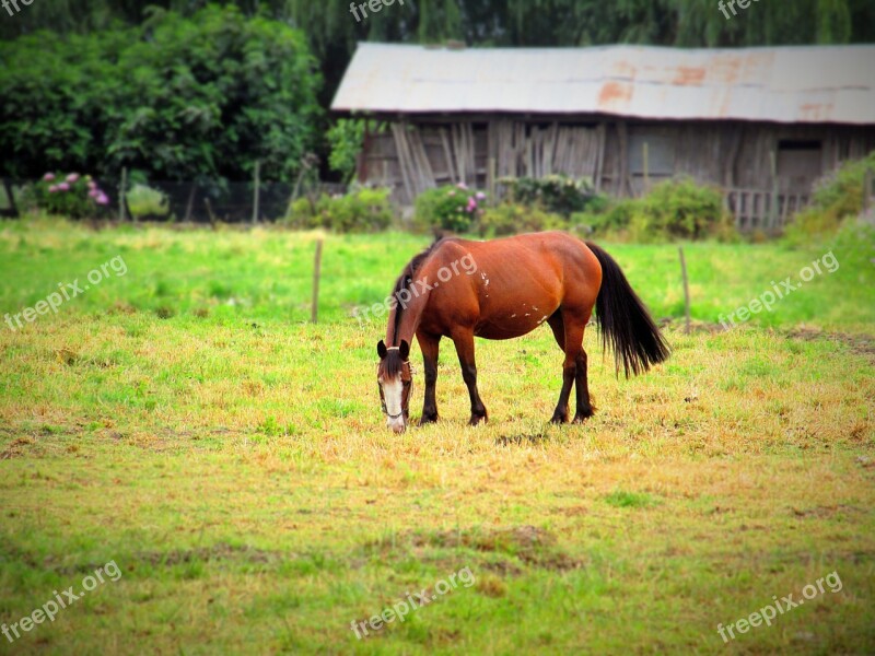 Horse Horse Eating Grass Field Rural Nature