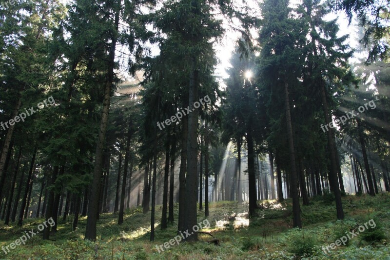 Forest Light Sun Morgenstimmung Light Beam