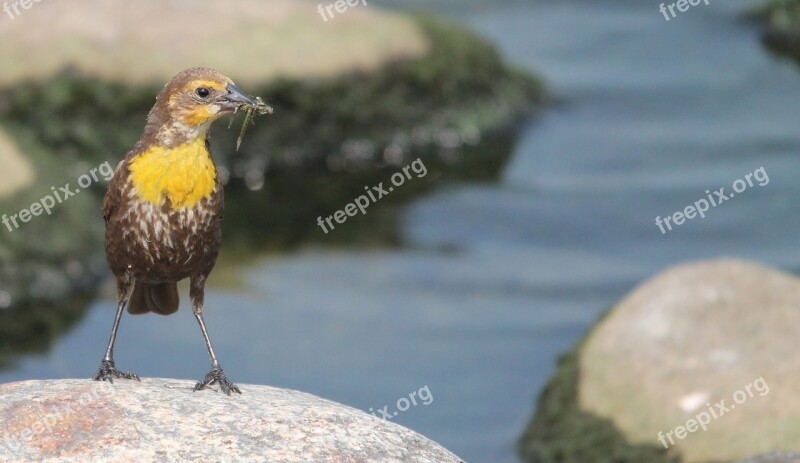 Western Meadowlark Bird Sturnella Yellow Songbird