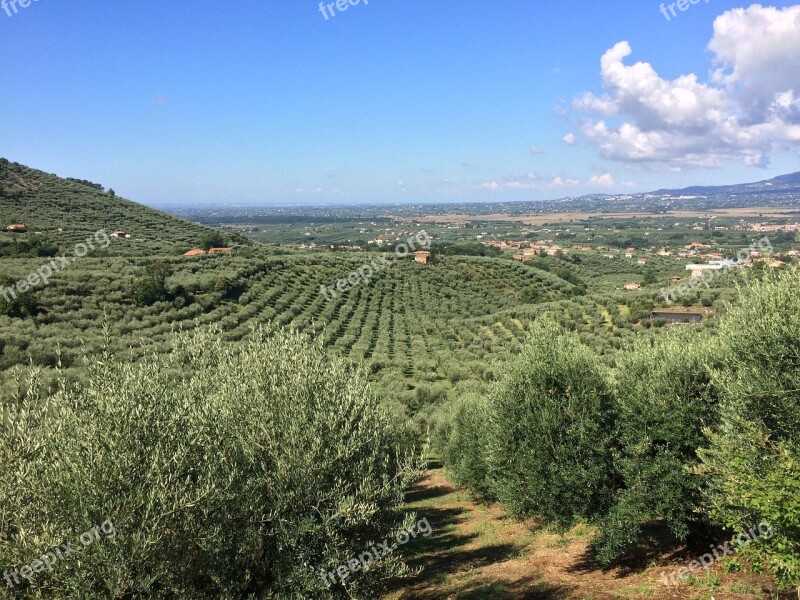 Olive Landscape Rocca Massima Garden Gliculture