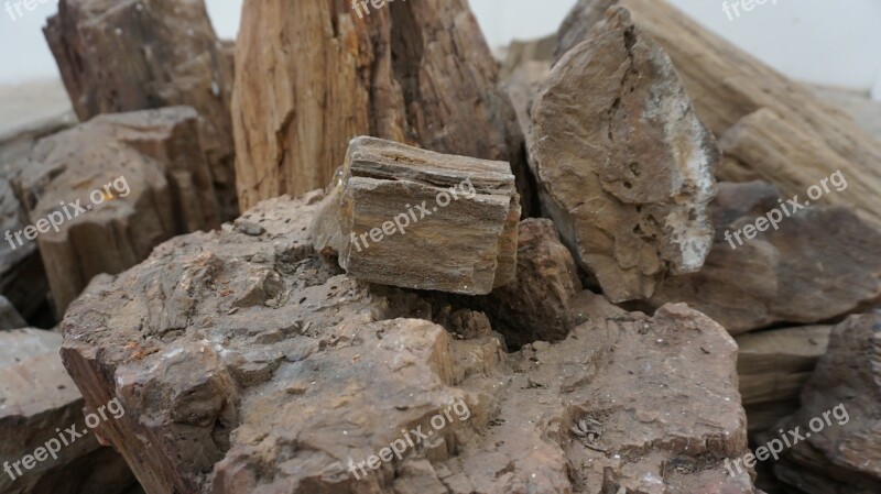 Petrified Wood Rock Ancient By Nature Nature