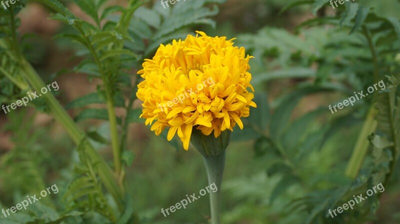 Marigold Flower Flowers Yellow Flowers Kind Of Wood Plant