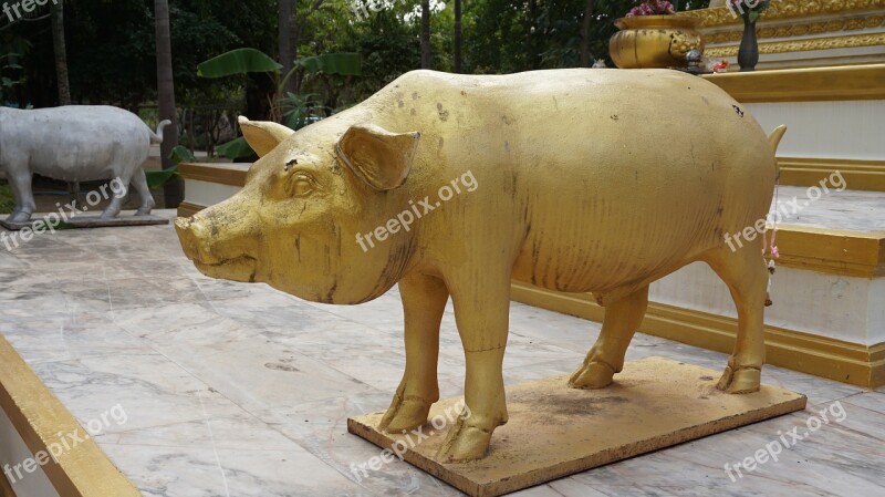 Pig Statue Gold Measure Thailand Temple