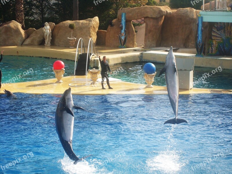 Zoo Marineland Dolphin Jump Basin