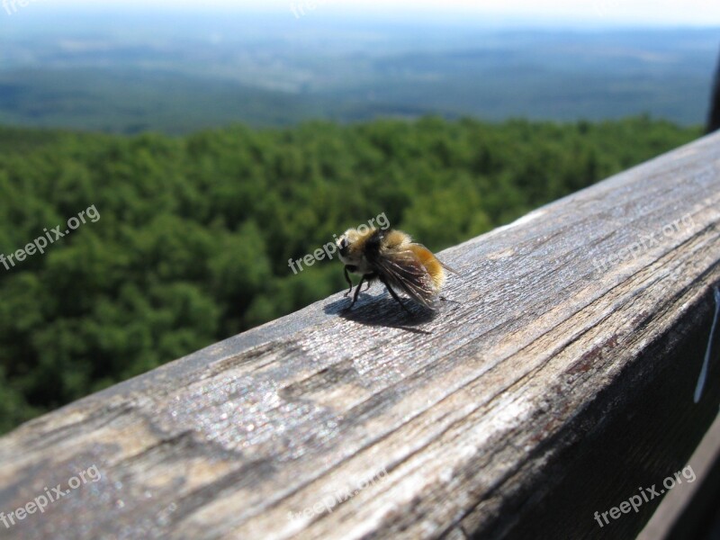 Bumblebee Insects Wood Views Nature