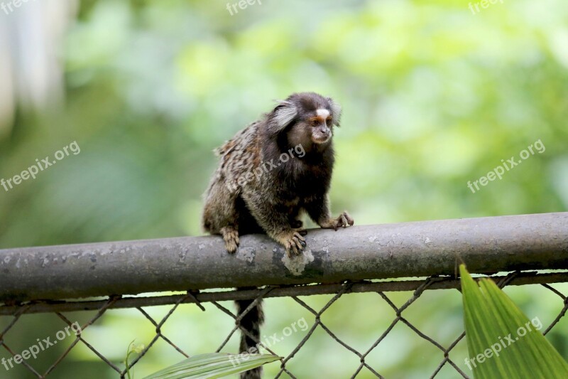 Marmoset White Tufts Animal Looking Natural Habitat