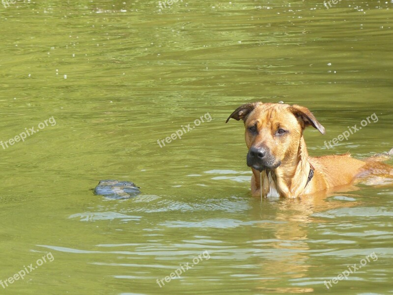 Dog Water Fun Play Sunny Day