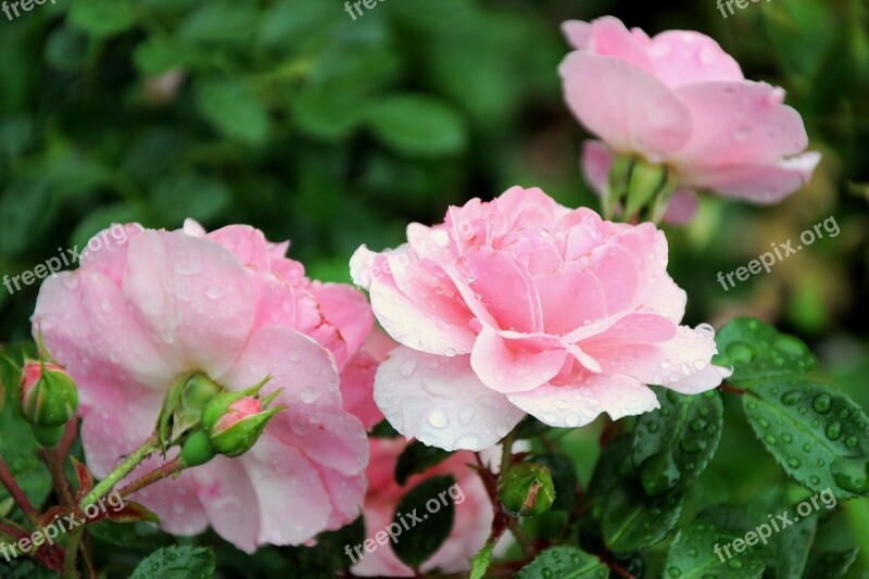 Rose Drops Spring Flower Detailed