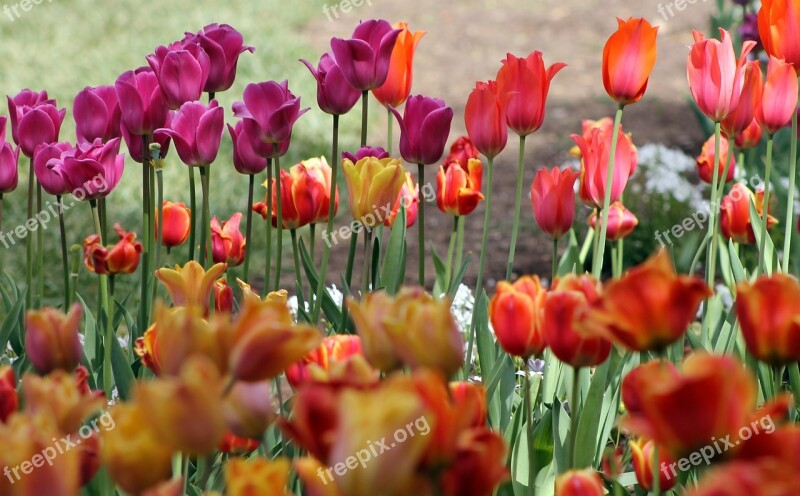 Tulips Spring Floral Garden Blossom