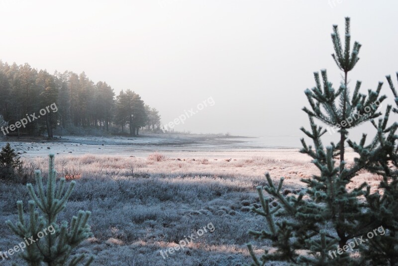 Mist Nature Forest Bed Autumn