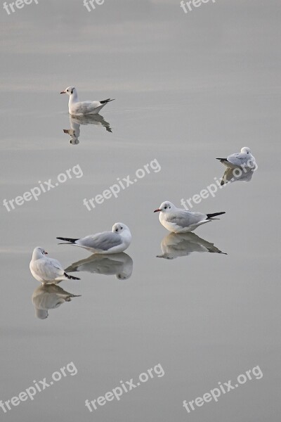 Seagulls Water Birds Wildlife Nature