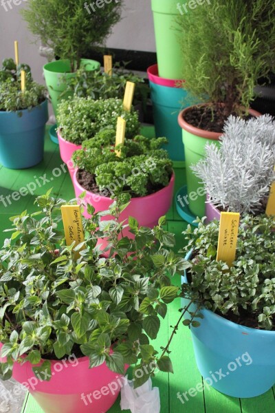 Herbs Pots Healthy Mediterranean Herb Pot