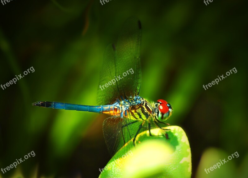 Dragonfly Insect Colorful Nature Summer