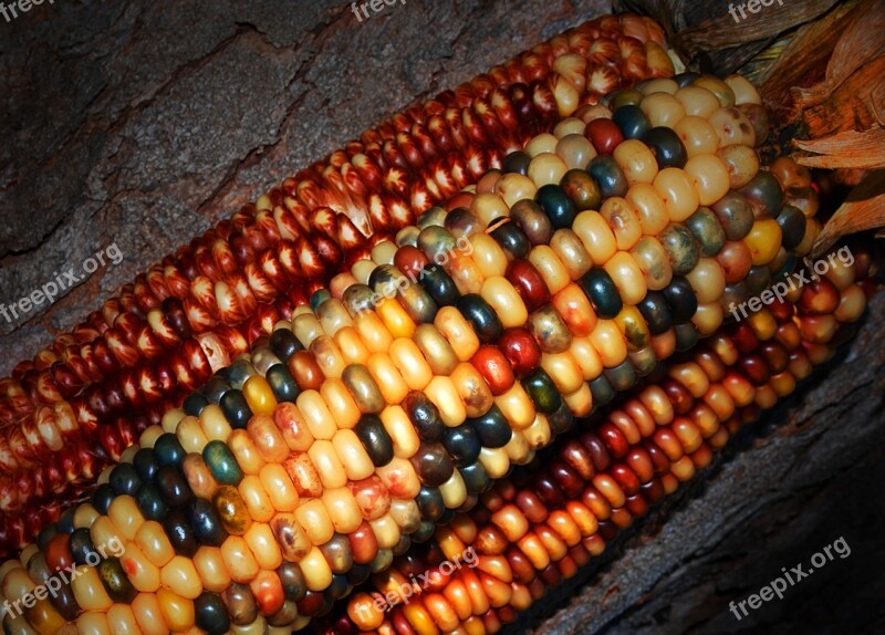 Indian Corn Decorate Free Photos