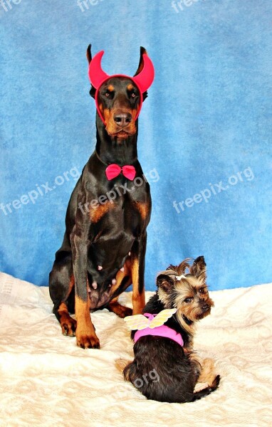 Devil Angel Dogs Doberman Yorkshire Terrier