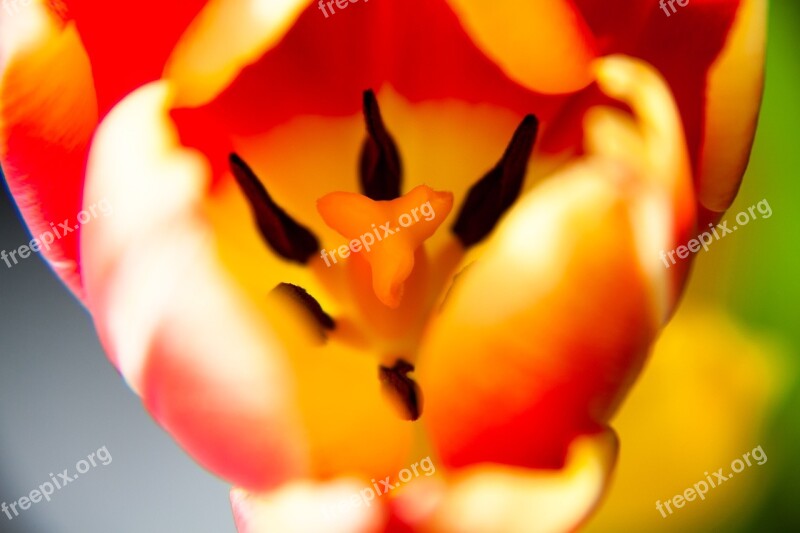 Tulip Inside Plant Flowers Blossom