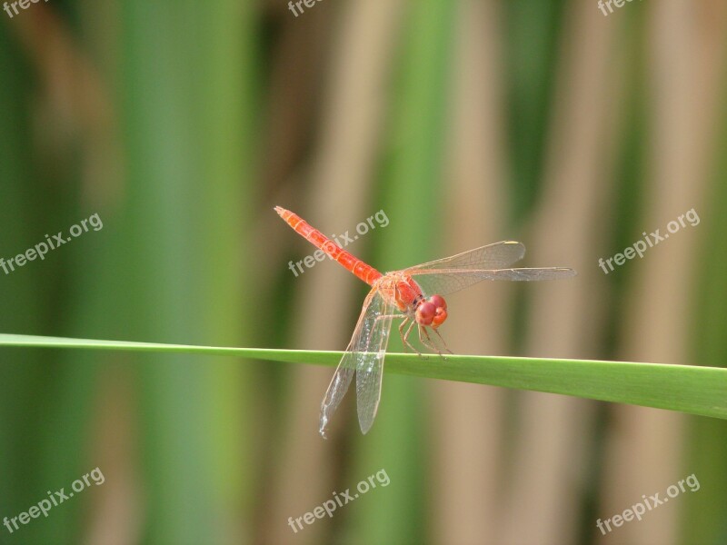 Dragonfly Leaf Green Nature Free Photos