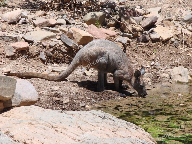 Australia Kangaroo Water Free Photos